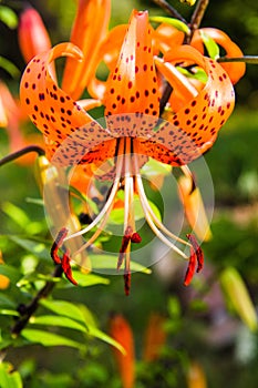 Orange tigerlily