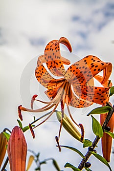 Orange tigerlily