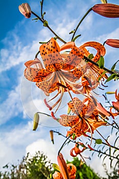 Orange tigerlily flowers