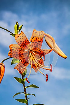 Orange tigerlily