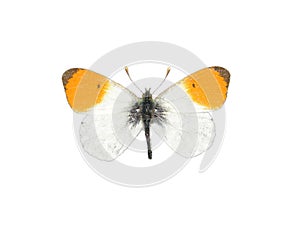 Orange tip (Anthocharis cardamines)