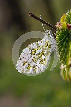 The orange tip (Anthocharis cardamines)