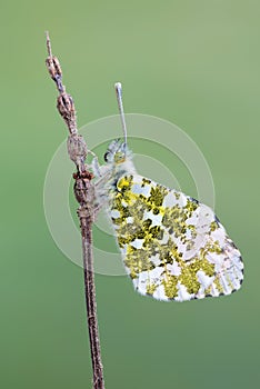 The orange tip - Anthocharis cardamines