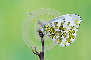 The orange tip - Anthocharis cardamines