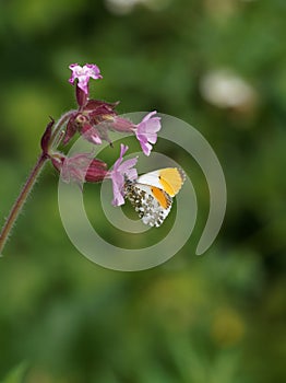 An Orange-Tip Anthocharis cardamines butterfly on a purple wild flower