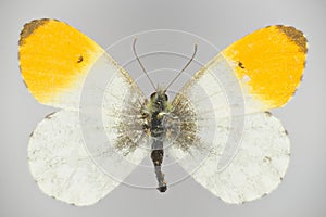 Orange tip, Anthocharis cardamines family Pieridae, a butterfly