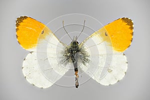 Orange tip, Anthocharis cardamines family Pieridae, a butterfly