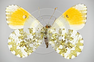 Orange tip, Anthocharis cardamines family Pieridae, a butterfly