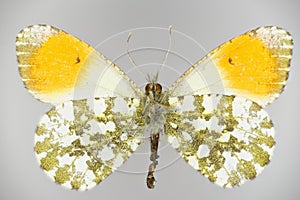 Orange tip, Anthocharis cardamines family Pieridae, a butterfly