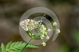 Orange tip, Anthocharis cardamines (family Pieridae), a butterfly