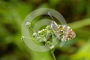 Orange tip, Anthocharis cardamines (family Pieridae), a butterfly