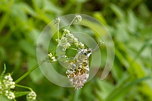 Orange tip, Anthocharis cardamines (family Pieridae), a butterfly