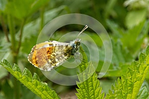 Orange tip, Anthocharis cardamines (family Pieridae), a butterfly