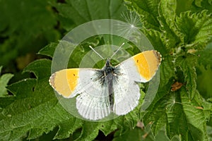 Orange tip, Anthocharis cardamines (family Pieridae), a butterfly