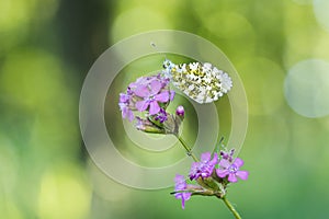 Orange tip Anthocharis cardamines resting on Sticky catchfly