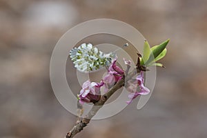 Orange Tip Antocharis cardamines sitting on a Paradise plant Daphne mezereum. In a Nature Reserve in south of Sweden.