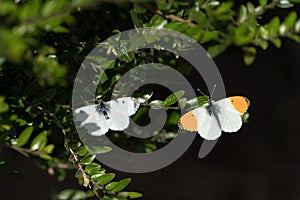 Orange tip butterflies on a bush