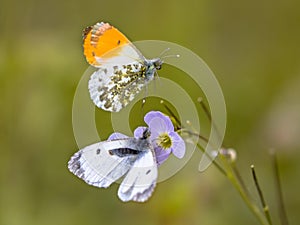 Orange tip butterflies mating