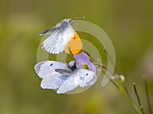 Orange tip butterflies mating