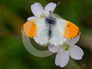 Orange tip butterfly