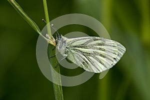 Orange Tip Butterfly