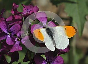 Orange Tip Butterfly