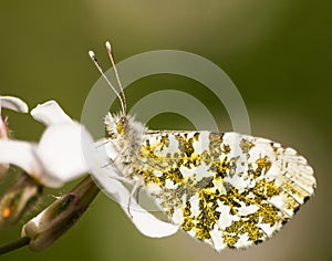 Orange Tip Butterfly