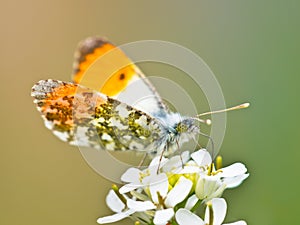 Orange Tip Butterfly