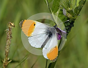 Orange Tip Butterfly