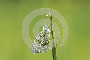 Orange tip butterfly