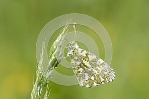 Orange tip butterfly