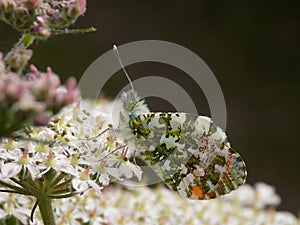 Orange-tip butterfly