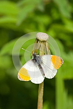 Orange Tip butterfly