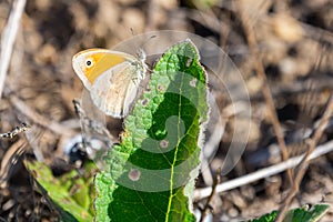 Orange Tip Butterfly or Anthocharis cardamines