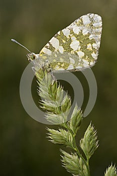 The orange tip butterfly Anthocharis cardamines