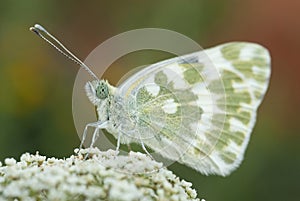 The orange tip butterfly Anthocharis cardamines