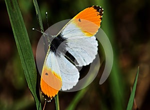 Orange tip butterfly, Anthocharis cardamines