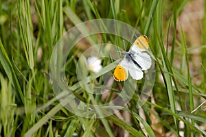 An Orange tip butterfly (Anthocharis cardamines)