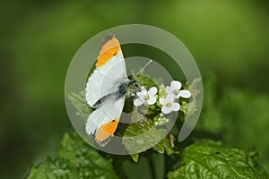 An Orange-tip Butterfly, Anthocharis cardamines, nectaring on garlic Mustard in a woodland clearing.