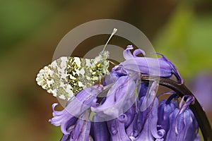 An Orange-tip Butterfly Anthocharis cardamines perched on a bluebell Hyacinthoides non-scripta.