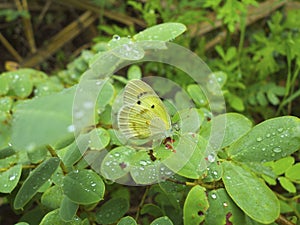 Orange tip butterfly, Anthocharis cardamines, Satara, Maharashtra