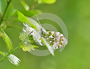 Orange tip butterfly, Anthocharis cardamines ventral