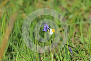 Orange Tip Butterfly on Bluebell, West of Scotland