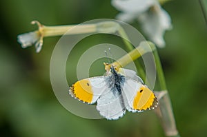 Orange Tip Butterfly Hanging on Stalk