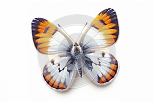 Orange Tip Butterfly isolated on solid white background. ai generative