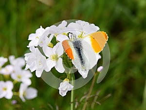 Orange tip butterfly male on flower