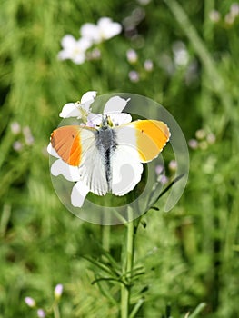 Orange tip butterfly male on flower