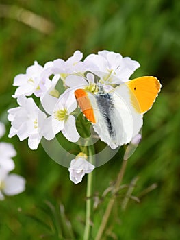 Orange tip butterfly male on flower