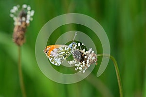 Orange-tip butterfly perching on ribwort plantain flowering plant in the garden