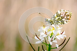 Orange tip Butterfly Resting on Cuckoo Flower